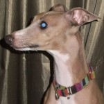 Rescue dogs 047
